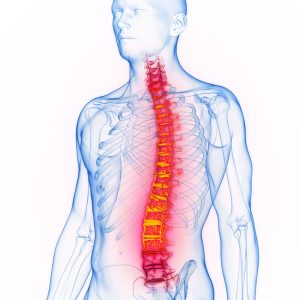 Columna, cabeza y pelvis bien organizadas